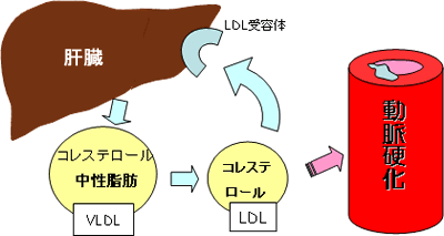 LDL受容体