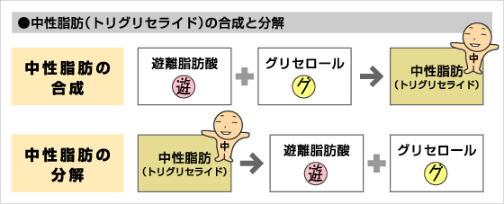 肝細胞内で中性脂肪が合成